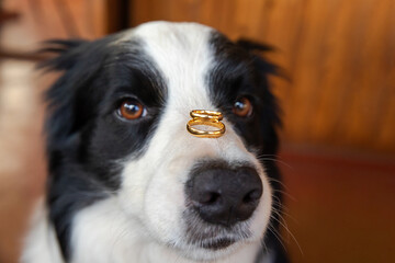 Naklejka na ściany i meble Will you marry me. Funny portrait of cute puppy dog border collie holding two golden wedding rings on nose, close up. Engagement, marriage, proposal concept