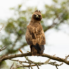 a closeup of a tawny eagle