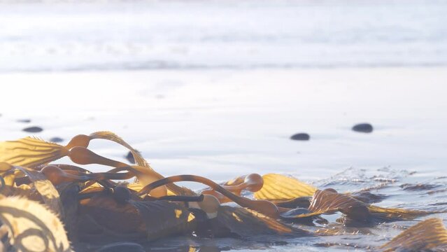 Green kelp seaweed on beach littoral sand, California ocean coast nature, USA. Wet brown algae by sea water waves, low angle close up view. Pacific shore aesthetic, tide splashing, calm atmosphere.