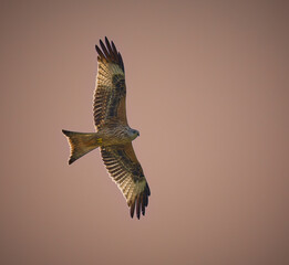 milano real, rapaces, aguila, campo, naturaleza