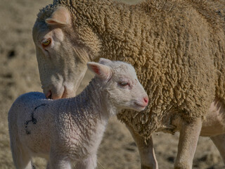 oveja, borrego, campo, leche, queso, madre, fauna, animales,