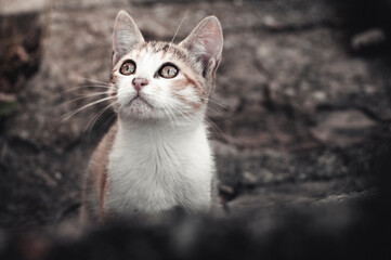 A cat with a curious look on the street
