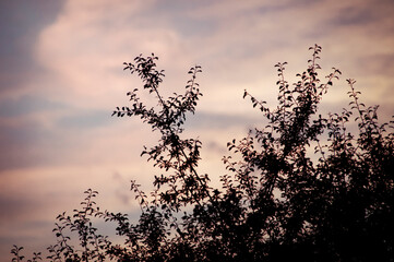 The silhouette of some bushes covers the evening sky