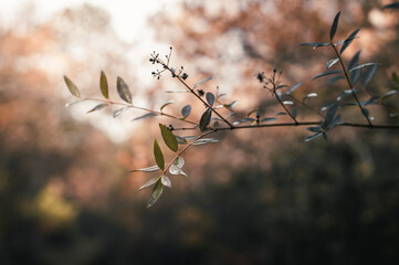 A lonely young branch inside the forest  © Asier