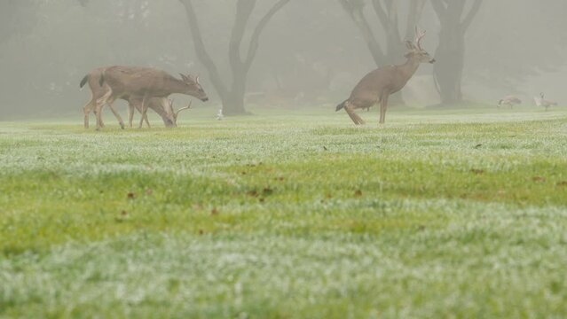 Wild deer defecating or peeing while grazing on green lawn, foggy forest trees. Young animal pooping or pissing on grass. Mammal defecation in nature. Digestive system. Funny pose or comic posture.