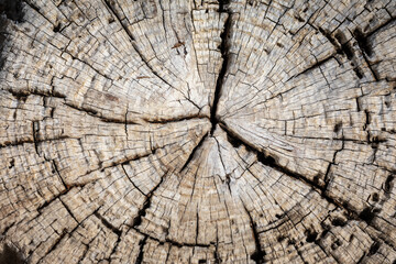 season rings of a tree trunk