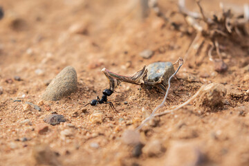 ant carrying a chunk of wood