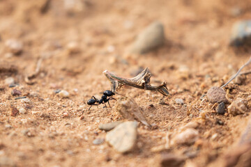 ant carrying a chunk of wood