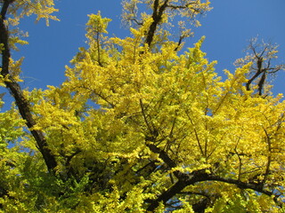 Obraz premium 熊本県阿蘇郡小国町、黄色に色付いた日本の国指定天然記念物「Great Ginkgo of Shimojo」