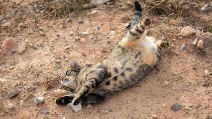 Obraz premium kitten rolling over on the ground