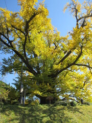 熊本県阿蘇郡小国町、黄色に色付いた日本の国指定天然記念物「Great Ginkgo of Shimojo」