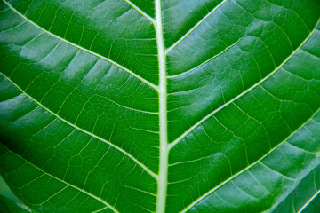 Green Erythrina variegata leaf texture background