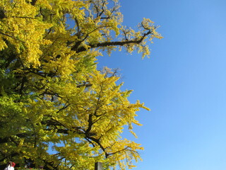 熊本県阿蘇郡小国町、黄色に色付いた日本の国指定天然記念物「Great Ginkgo of Shimojo」