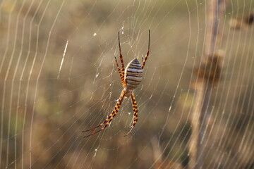 spider in web