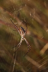 spider on web