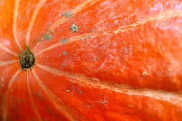 Close-up of orange, dirty pumpkin in the autumn.