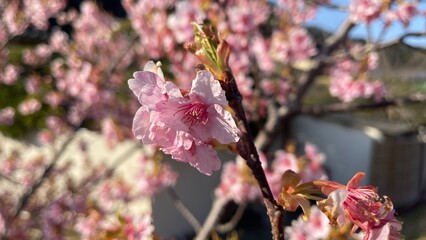 桜と菜の花