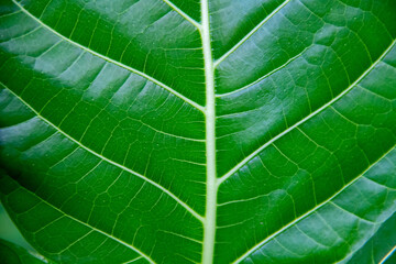 Green Erythrina variegata leaf texture background