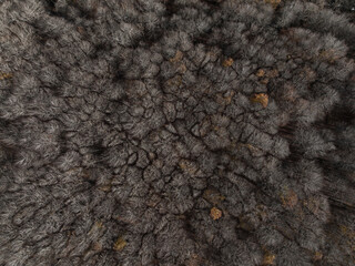 Vista aerea cenital de bosque sin hojas