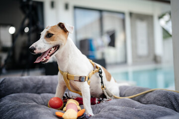dog jack russell terrier sits on his pillow with toys outdoors in summer by the pool.