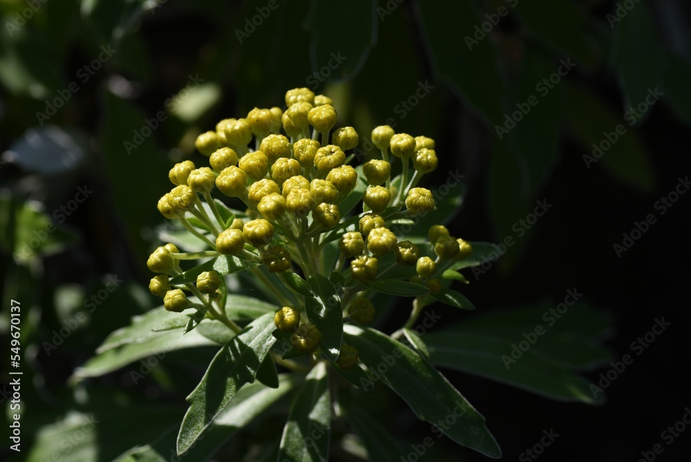 Wall mural ajania pacifica ( chrysanthemum pacificum ) flowers. asteraceae perennial beach plants. blooms from 