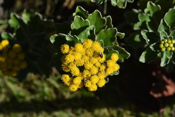 Ajania pacifica ( Chrysanthemum pacificum ) flowers. Asteraceae perennial beach plants. Blooms from October to December.