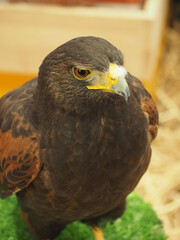 red tailed hawk buteo