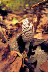 Funghi in the autumn forest