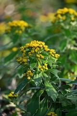 Ajania pacifica ( Chrysanthemum pacificum ) flowers. Asteraceae perennial beach plants. Blooms from October to December.