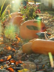 pumpkins