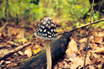 Poisonous funghi in the autumn forest