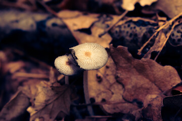 Funghi in the autumn forest