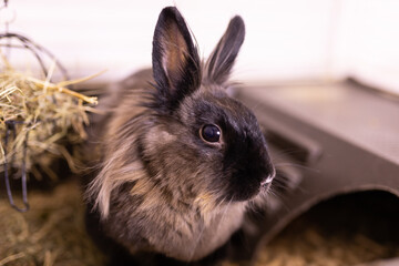Funny bunny rabbit eating hay food close up - pet and domestic animal concept