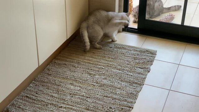 Top View of A Lovely British Shorthair Cat Playing With Feathers