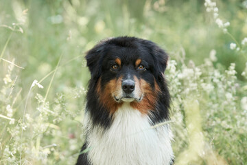 dog close-up portrait in the grass. Beautiful Australian Shepherd in nature. Aussie