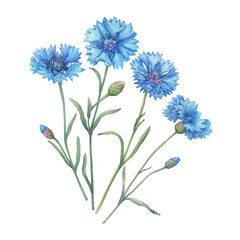 Set of blue cornflower flower (Centaurea cyanus, bachelor's button, knapweed or bluett). Watercolor hand drawn painting illustration isolated on white background. - 549673131