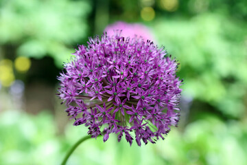 Close up of a Giant Allium bloom, Derbyshire England
