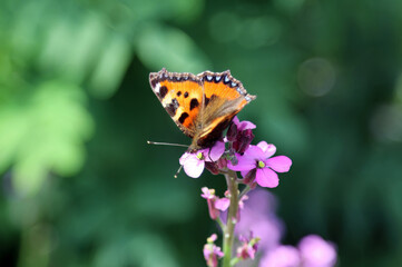 Small Tortoiseshell butterfly, Derbyshire England
