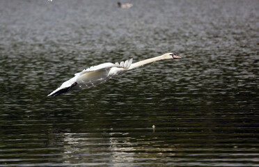 Swan coming into land on a lake, Derbyshire England
