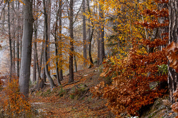 Naklejka na ściany i meble A forest in the autumn season