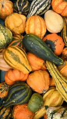 Pumpkins and Gourds