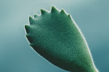 Succulent bear paw (Cotyledon tomentosa)