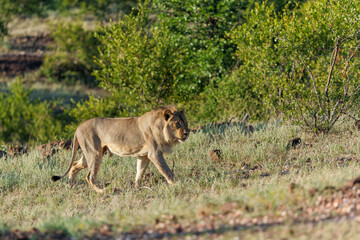 Lion (Panthera leo) male hunting in Mashatu Game Reserve in the Tuli Block in Botswana