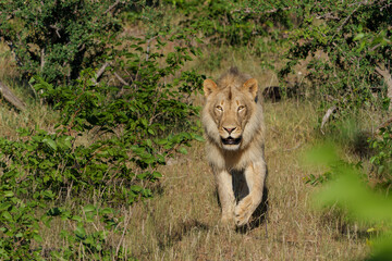 Fototapeta na wymiar Lion (Panthera leo) male hunting in Mashatu Game Reserve in the Tuli Block in Botswana