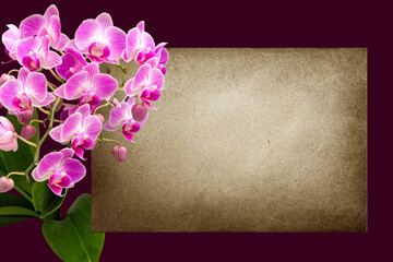 Flowering orchid and old paper. Phalaenopsis. Greeting card