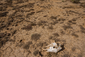 Horse skull on cracked clay. Hot climate.