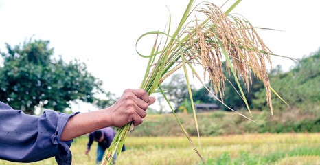 A farmer holds a jasmine rice plant in his hand.