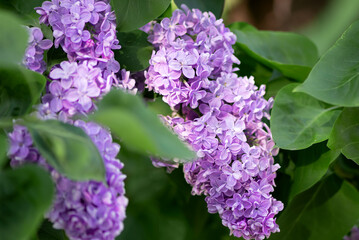 terry lilac inflorescence with purple petals blooming in spring among green leaves