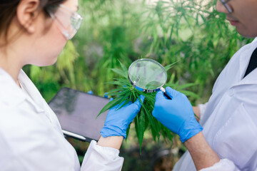 Selective focus magnifying glass on hand, Marijuana researcher team working in a hemp field, He is...