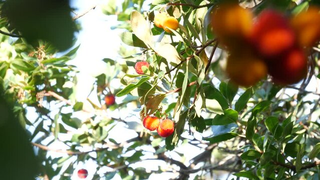 Strawberry tree or shrub ripe and unripe fruits, irish arbutus unedo harvest, cain or cane apple berries. California garden. Green leaves foliage. Mediterranean Europe flora, widespread in Ireland.